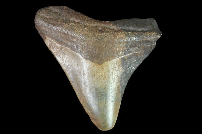 Juvenile Megalodon Tooth - Georgia #83605